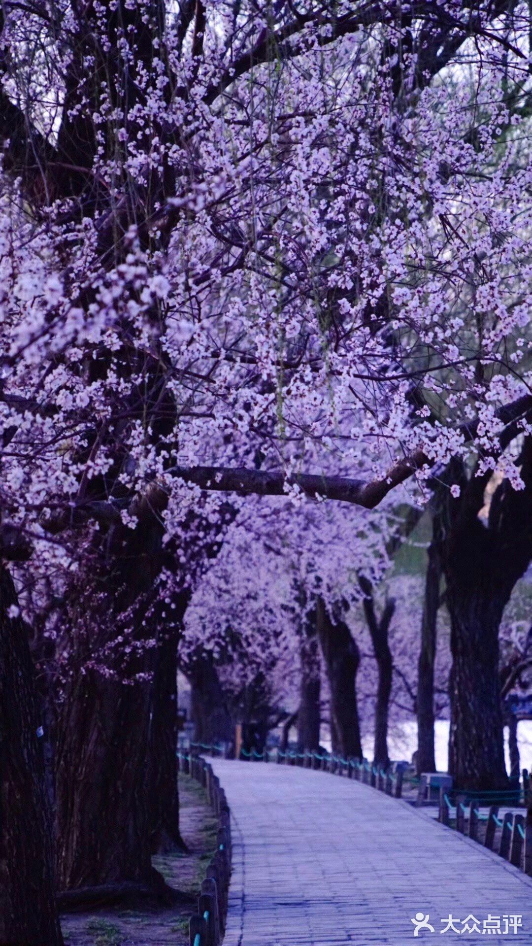 3月踏春｜颐和园｜夜幕下的山桃🌸