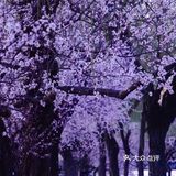 3月踏春｜颐和园｜夜幕下的山桃🌸