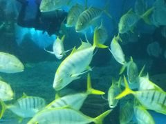 -北戴河圣蓝海洋公园