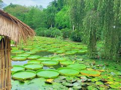 -中国科学院西双版纳热带植物园
