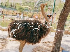 景点-邯郸朱山乐园