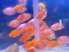 -海合安武汉极地海洋公园