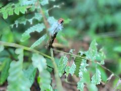 -西双版纳基诺山寨