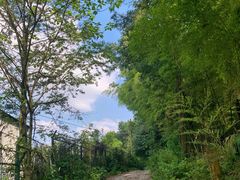 -铁山坪森林公园