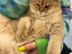 -飞行喵MR PILOT|猫舍·猫咖(静安大融城店)