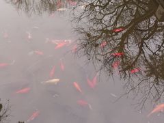 -趵突泉景区