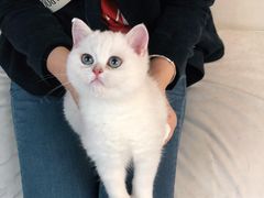 -lincat·猫舍(广州店)