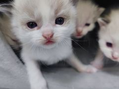 -安安宠医·安宠宠物医院