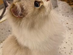 -猫域·湾主题猫咖·宠物吧(南坪城市广场店)