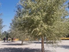 -金塔沙漠胡杨林景区
