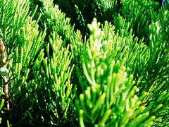 -石家庄市植物园