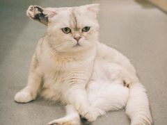 -飞行喵MR PILOT|猫舍·猫咖(静安大融城店)