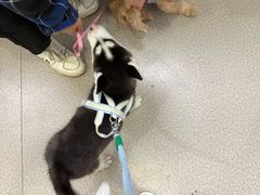 -乖乖宠物医院·猫科·骨科·24小时(云岗分院)