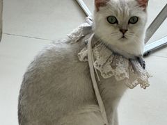 -怪兽屋·羊驼·猫咖·狗咖(俊华广场店)