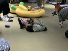 -逗柴咖啡屋·狗咖猫咖宠物桌游