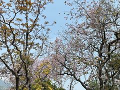 -广东罗浮山风景名胜区