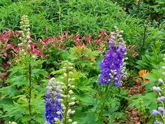 -铁山坪森林公园