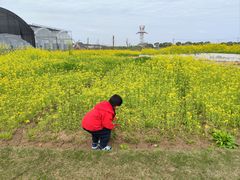 -海上花岛玫瑰园采摘