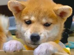 -逗柴咖啡屋·狗咖猫咖宠物桌游