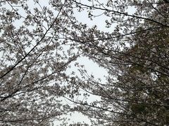 -高东镇樱花园