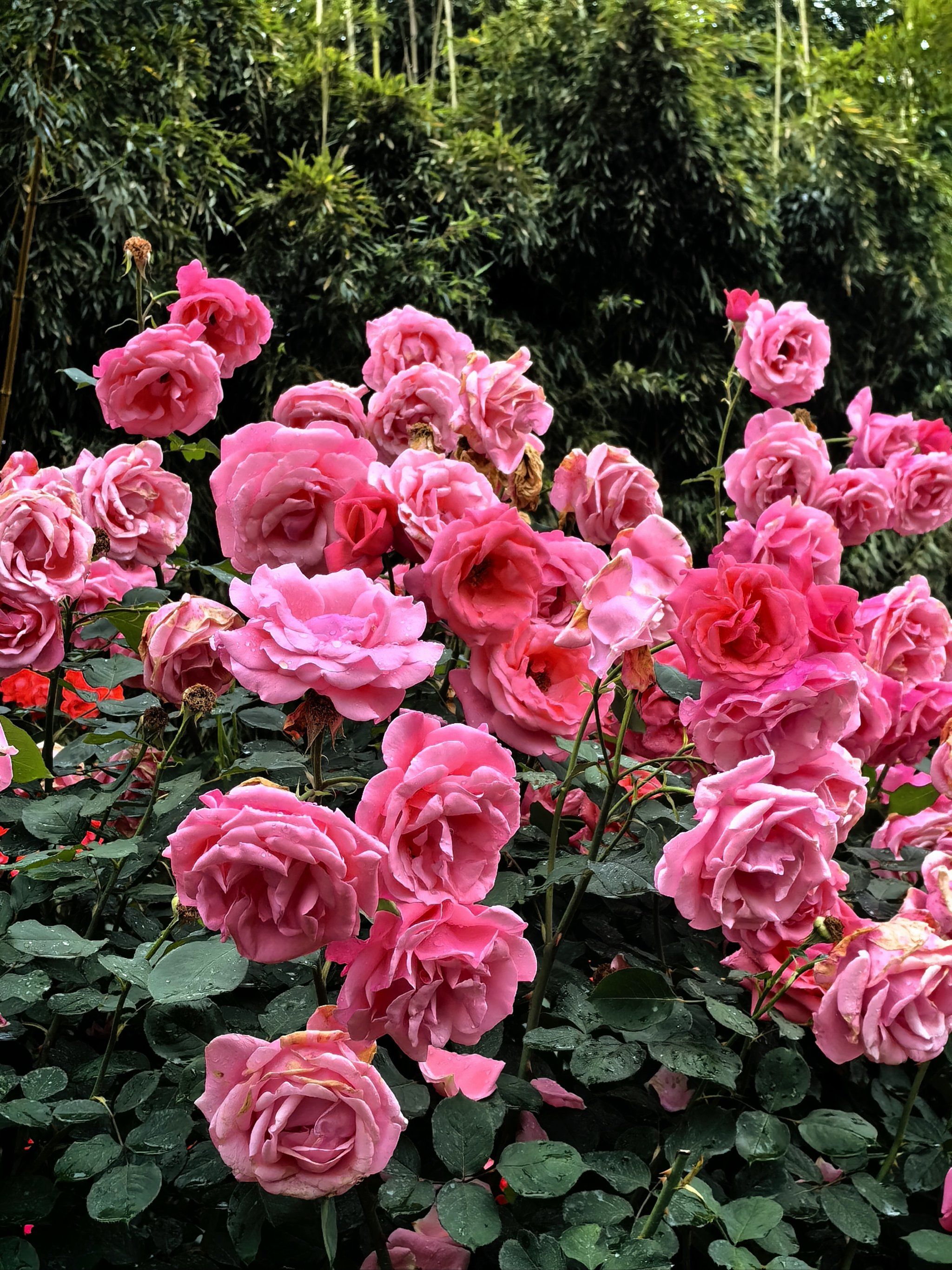 玫瑰花海,我在等你