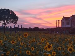 -贡湖湾湿地公园