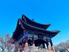-梅花山(明孝陵内)