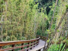 -阳台山森林公园