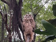 -广州长隆飞鸟乐园