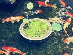 -馨园villa融合菜(东山店)