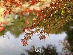 附近景点怡园-同得兴 Since·1995 传统苏式面馆(嘉馀坊店)