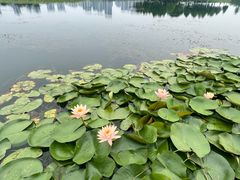 -洋湖国家湿地公园