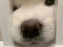 -CoCo都可(虹口龙之梦店)