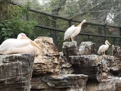 -石家庄市动物园