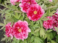 -莲花池公园