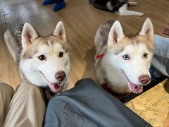 -Husky Go! 哈士奇体验馆·宠物咖啡厅狗咖