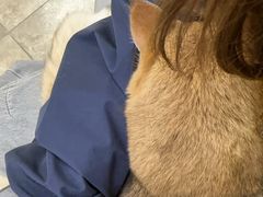 -美联众合动物医院·24h转诊中心