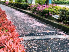-新江湾城公园