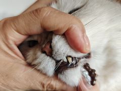 -御宝贝·A梦猫科宠物医院(国际猫友好医院)