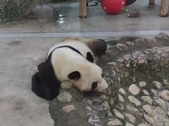 -西安秦岭野生动物园