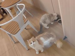 -唐小姐の私宠·宠物洗护美容·撸猫馆·购宠(周浦万达旗舰店)