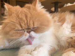 -CAT’S MEWSTAR CAFE·喵星球猫屋(晴湾咖啡店)