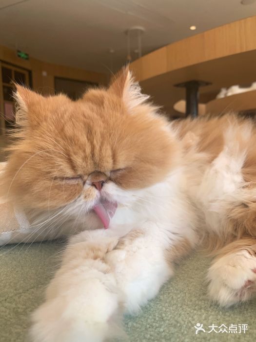 CAT’S MEWSTAR CAFE·喵星球猫屋(晴湾咖啡店)图片