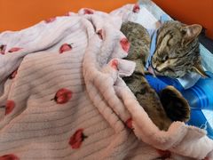 -瑞派福兴宠物医院犬猫全科·骨科·中西医结合(河东店)