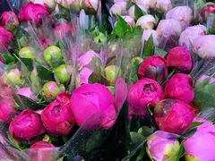 -循礼门鲜花花市(武汉循礼门店)