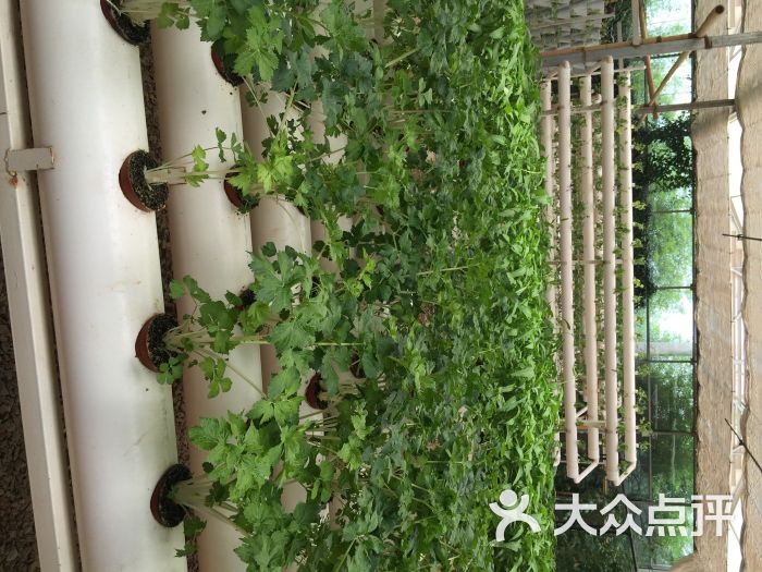 一丘田杨梅庄园-图片-富民县美食-大众点评网