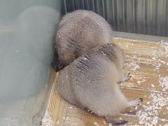 -龟与熊猫宠物公园(南坪店)