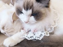 -怪兽屋·羊驼·猫咖·狗咖(俊华广场店)