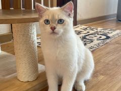 -猫小主咖啡·猫咖cat cafe(福田店)