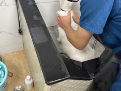 -瑞派紫金宠物医院24小时·骨科·中兽医·重症转诊中心(番禺大石院)